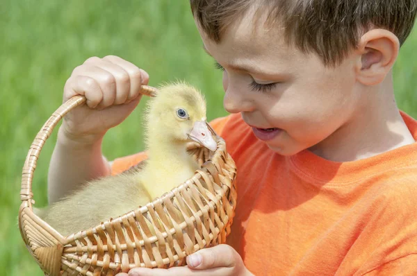 Jongetje Met Lente Eendje Pluimvee Handen Van Het Kind — Stockfoto