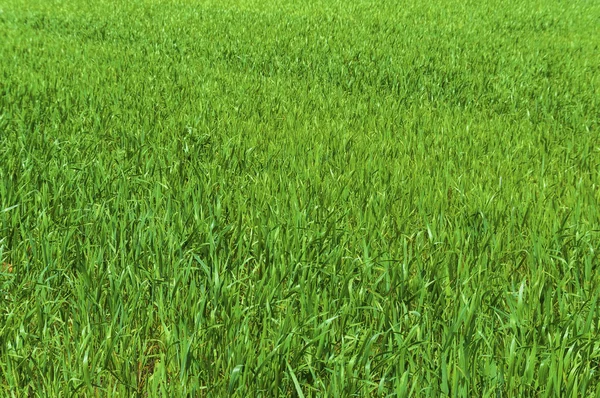 Campo Grama Verde Fundo Textura Padrão — Fotografia de Stock