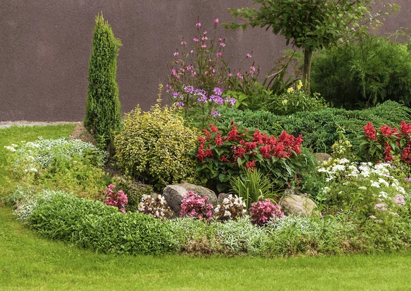 Blommor i trädgården — Stockfoto