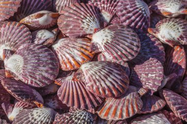 Renkli Akdeniz deniz kabuklarını.
