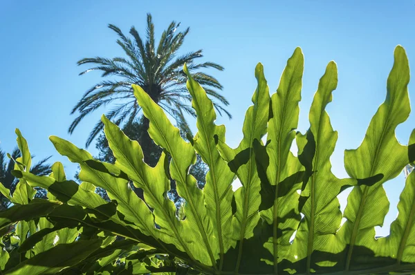 De verse tropische groene bladeren en palm — Stockfoto