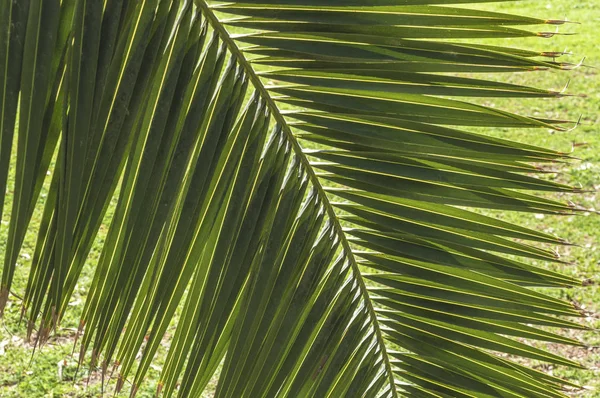 Palm leaf bakgrund — Stockfoto