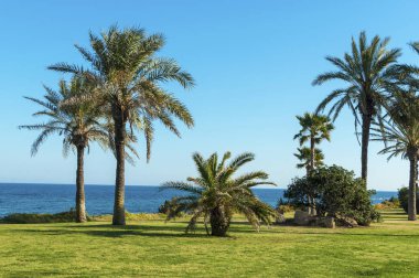 Avuç içi ağaçlarıyla Akdeniz görünüm