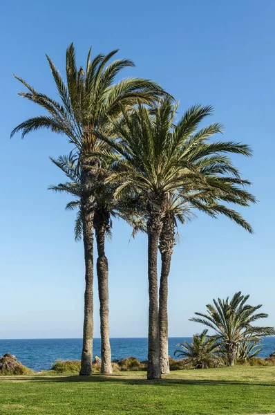 Mediterrane weergave met palmen bomen — Stockfoto