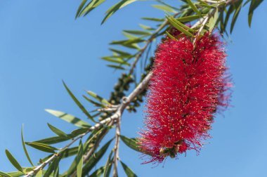 Şişe Fırçası Ağacı, Callistemon