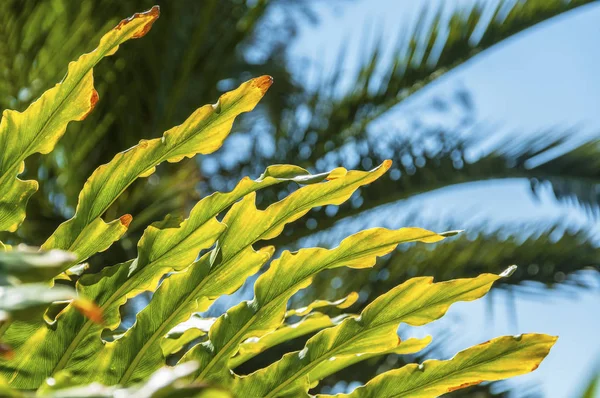 Grote tropische bladeren van Monstera — Stockfoto