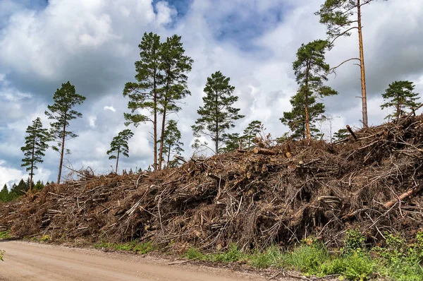 Landscape of deforestation symbols in Lithuania — Stock Photo, Image