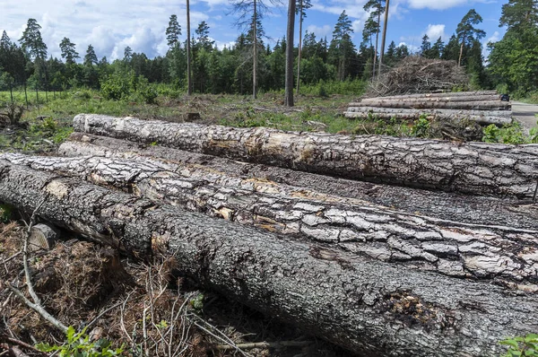 立陶宛森林砍伐符号的景观 — 图库照片