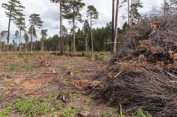 Landscape of deforestation symbols in Lithuania — Stock Photo, Image