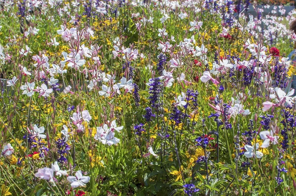 Colorful summer flowers — Stock Photo, Image