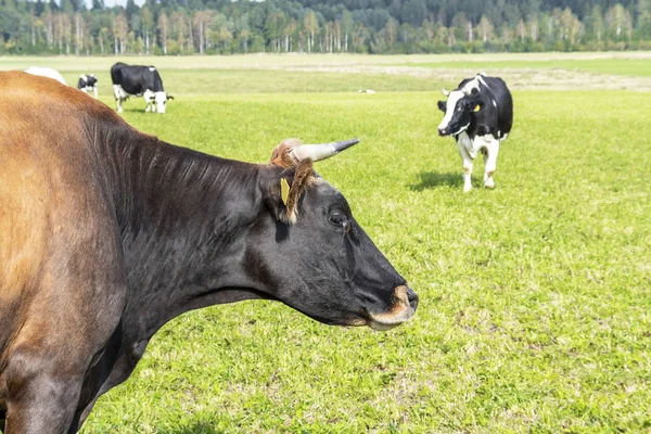 Dairy cows in pasture — Stock Photo, Image