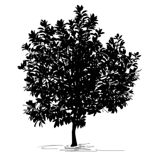 マグノリアの木 マグノリア属 のシルエット 白い背景の黒いベクトル画像 — ストックベクタ