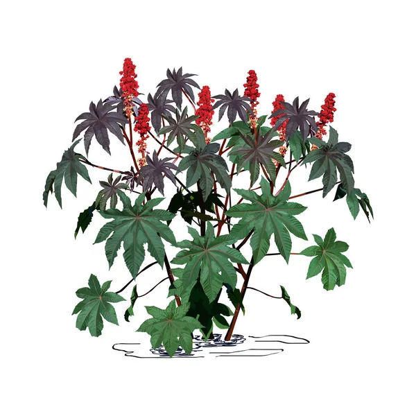 Büyük çiçekli Castor-fasülyesi ağacı (Ricinus Communis L.), beyaz arkaplanda renk vektörü resmi