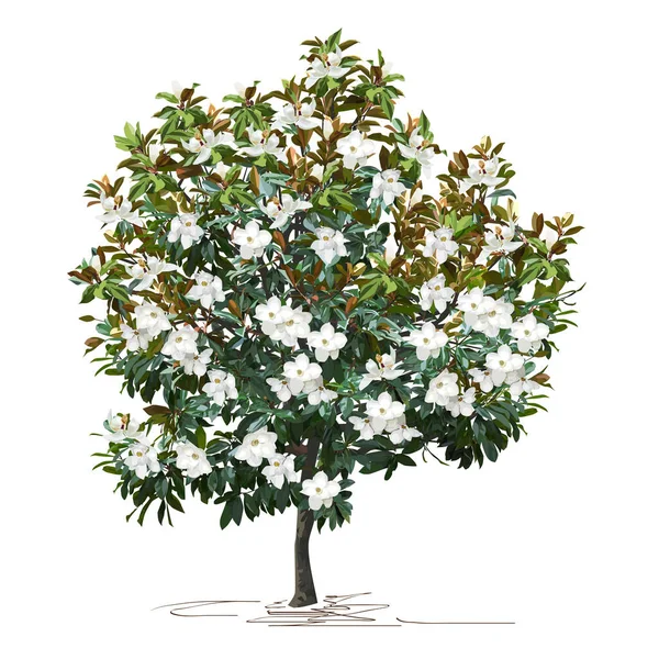Magnolia Magnolia Grandiflora Dużymi Kwiatami Obraz Wektora Koloru Białym Tle — Wektor stockowy