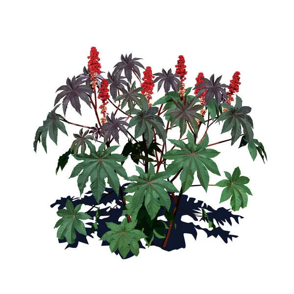 Castor Bean Träd Ricinus Communis Med Stora Blommor Och Skugga — Stock vektor