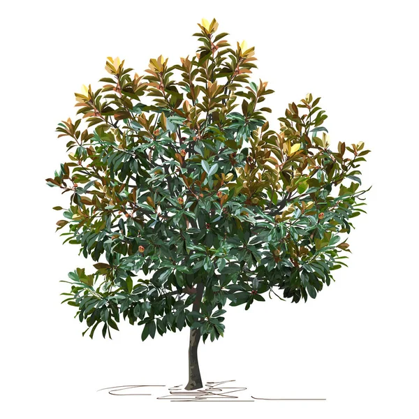 Magnolia (Magnolia grandiflora L.) sonbaharda, beyaz arkaplanda renk vektörü resmi