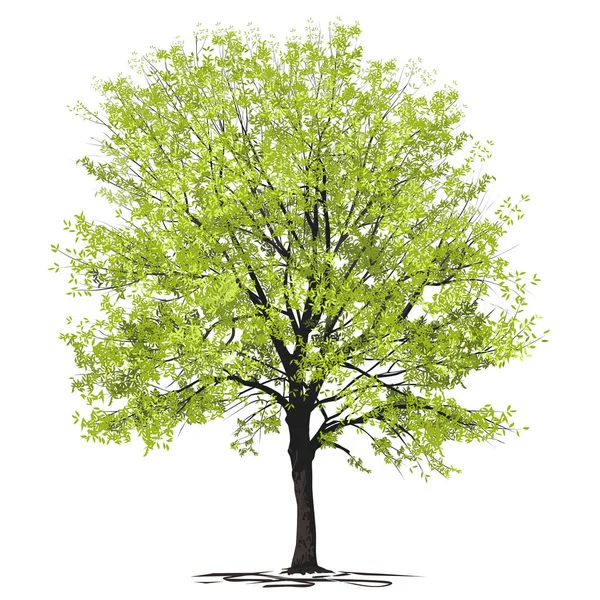 Ash Tree Fraxinus Mladým Zeleným Listím Barevný Vektorový Obraz Bílém — Stockový vektor