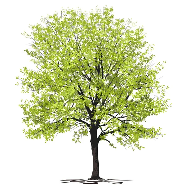 Kőrisfa Fraxinus Fiatal Zöld Lombozattal Színes Vektorképpel Fehér Alapon — Stock Vector