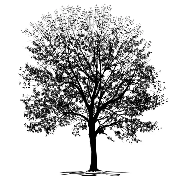 葉を持つ灰の木 Fraxinus のシルエット 白い背景の黒いベクトル画像 — ストックベクタ
