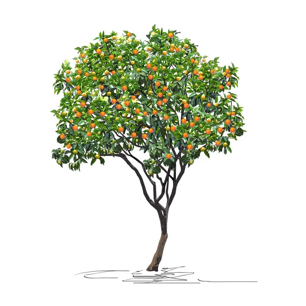 Giovane Albero Mandarino Citrus Reticulata Con Frutti Maturi Capodanno Cinese — Vettoriale Stock