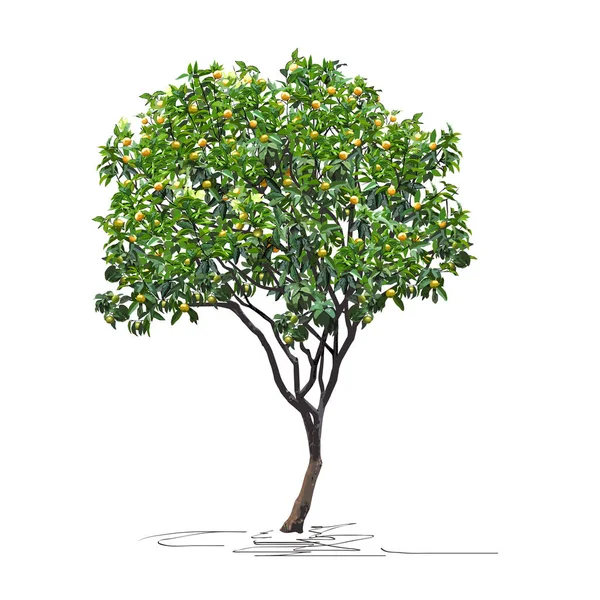 Genç mandalina ağacı (Citrus reticulata L.) olgunlaşmamış meyveler, Çin Yeni Yılı, beyaz arkaplanda renk vektörü resmi