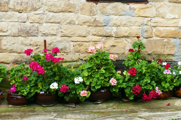 Pélargonium Devant Mur Pierre Une Maison Campagne — Photo