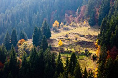 Sonbahar Rodop Mountains, Bulgaristan için. Çam ormanı ile güneşli çayırlar. Dağ manzarası.
