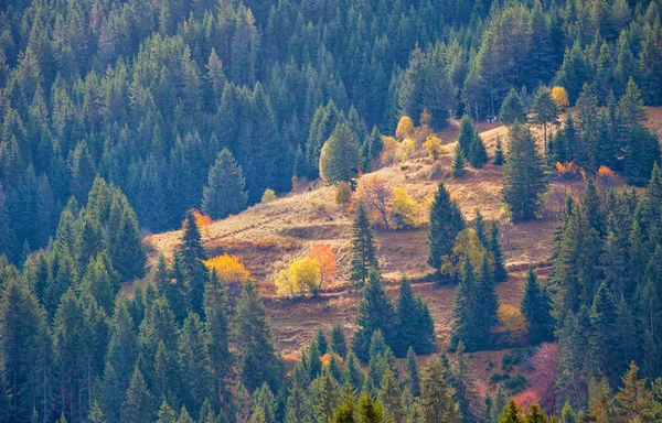 Осень Горах Родопы Болгария Сосновый Лес Солнечными Лугами Горный Пейзаж — стоковое фото
