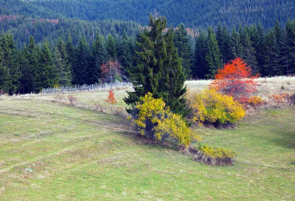 Autunno Nelle Montagne Rodopi Bulgaria Pineta Con Prati Soleggiati Paesaggio — Foto Stock