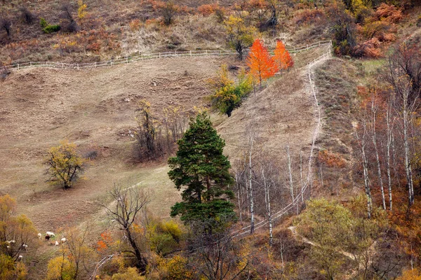 Horské Pastviny Pro Ovce Organický Chov Podzim Regionu Rhodope Mountains — Stock fotografie