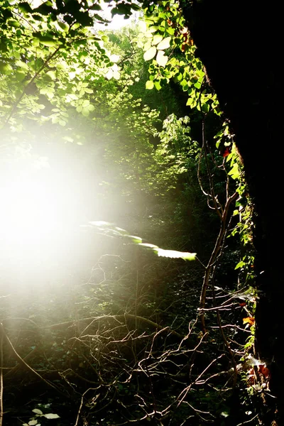 Été Dans Une Forêt Épaisse Avec Des Feuilles Vertes Fraîches — Photo