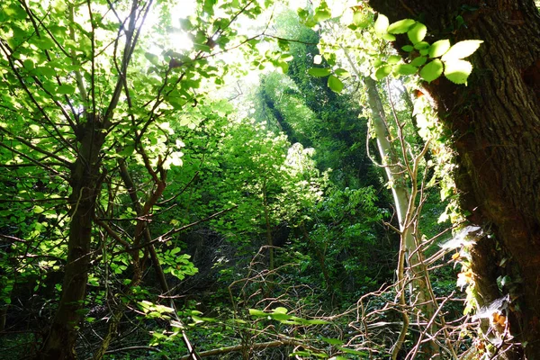 Zomer Een Dikke Bos Met Verse Groene Bladeren Zonlicht Passeert — Stockfoto
