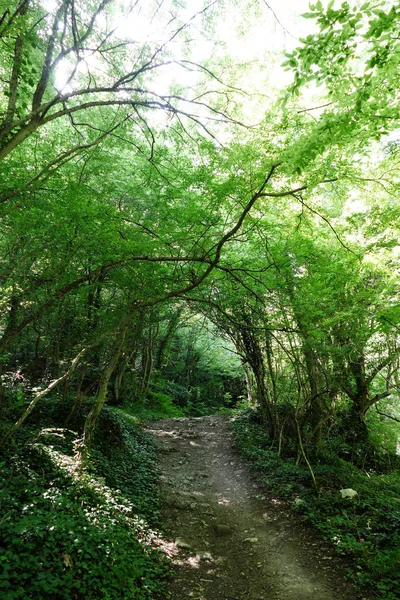 Cale Prin Pădure Lumina Soarelui Trece Prin Ramurile Copacilor — Fotografie, imagine de stoc