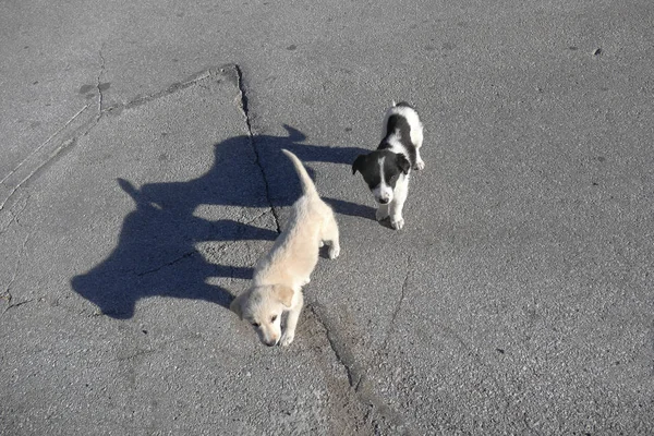 Dos Perros Callejeros Pequeños Camino Asfalto Sol Bajo —  Fotos de Stock