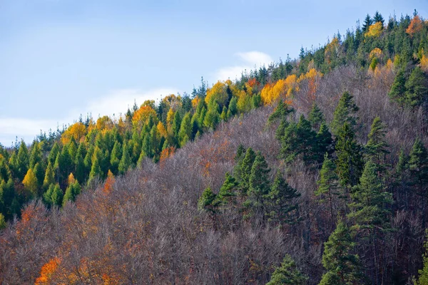 Herbst Farbe Mischwald — Stockfoto