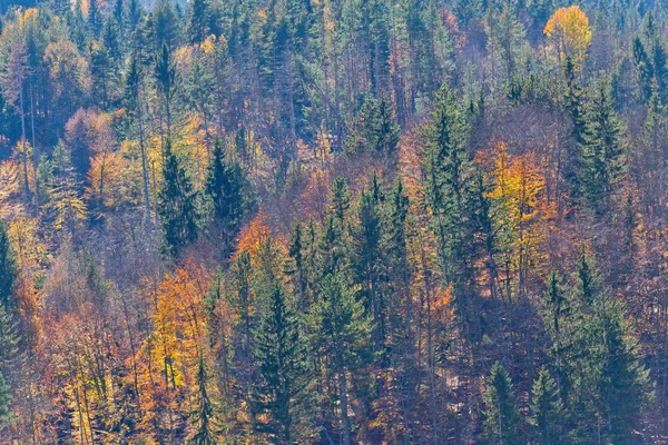 Colore Autunno Foresta Mista — Foto Stock