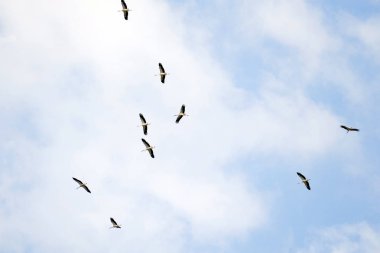 Leylek daire yaz sonunda gökyüzünde. Güneye doğru uçmaya onlar.