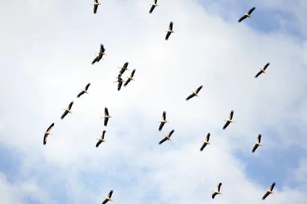 Cegonhas Circulam Céu Final Verão Estão Prestes Voar Para Sul — Fotografia de Stock