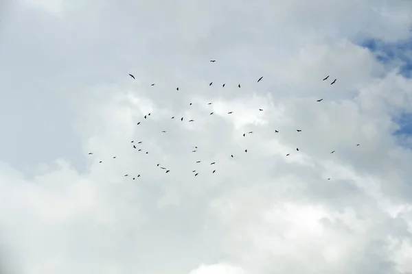 Cegonhas Circulam Céu Final Verão Estão Prestes Voar Para Sul — Fotografia de Stock