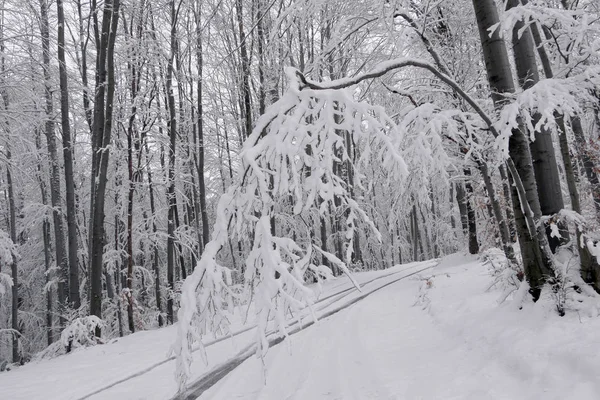 Snörik Vinter Skog Blötsnö Klängande Till Grenarna Träden Vackra Vita — Stockfoto
