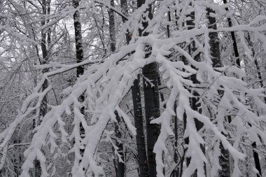 Karlı kış orman. Islak kar ağaçların dalları için tutunmuş. Güzel beyaz kış masal.