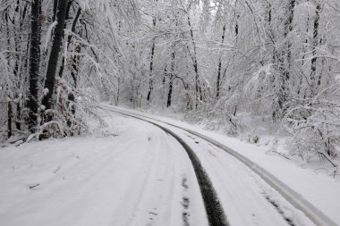 Karlı kış orman. Islak kar ağaçların dalları için tutunmuş. Güzel beyaz kış masal. Karda araba parçaları.