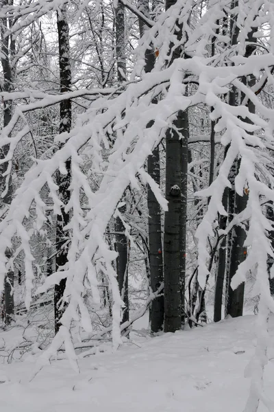 Verschneiter Winterwald Nasser Schnee Klebt Den Ästen Der Bäume Schönes — Stockfoto