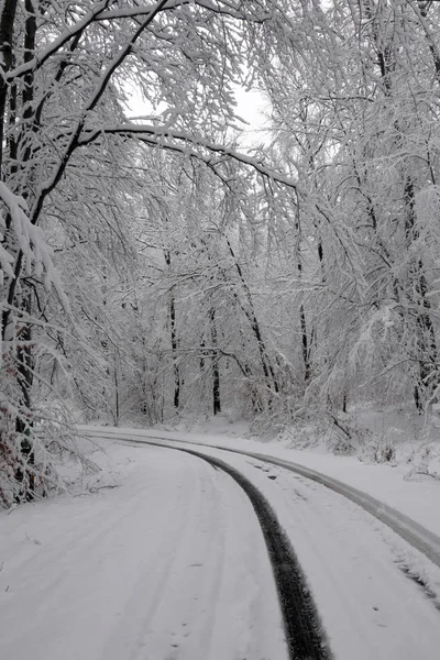 Verschneiter Winterwald Nasser Schnee Klebt Den Ästen Der Bäume Schönes — Stockfoto