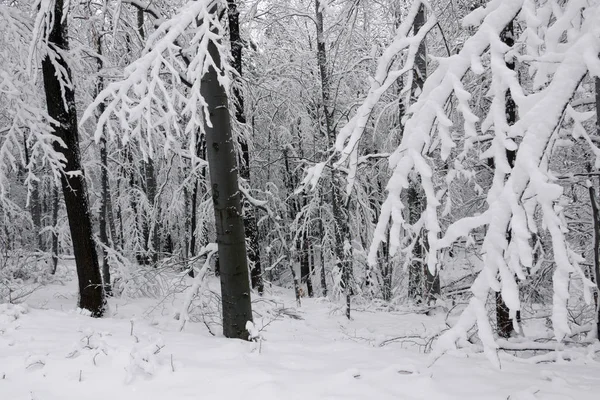 Verschneiter Winterwald Nasser Schnee Klebt Den Ästen Der Bäume Schönes — Stockfoto