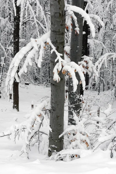 Zasněžené Zimní Les Mokrý Sníh Lpění Větve Stromů Krásná Bílá — Stock fotografie