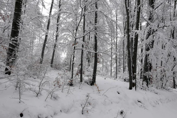 Verschneiter Winterwald Nasser Schnee Klebt Den Ästen Der Bäume Schönes — Stockfoto
