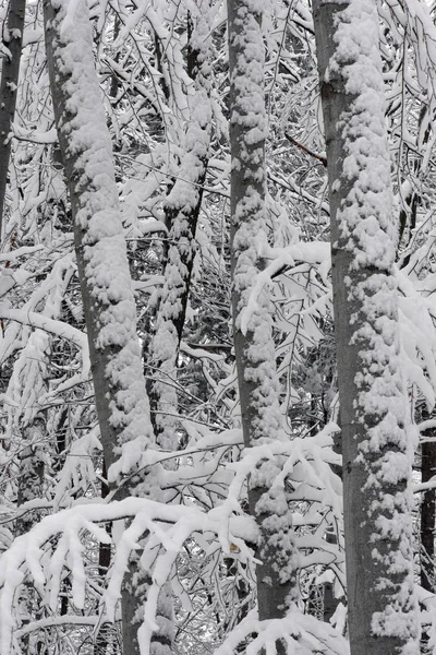 Verschneiter Winterwald Nasser Schnee Klebt Den Ästen Der Bäume Schönes — Stockfoto