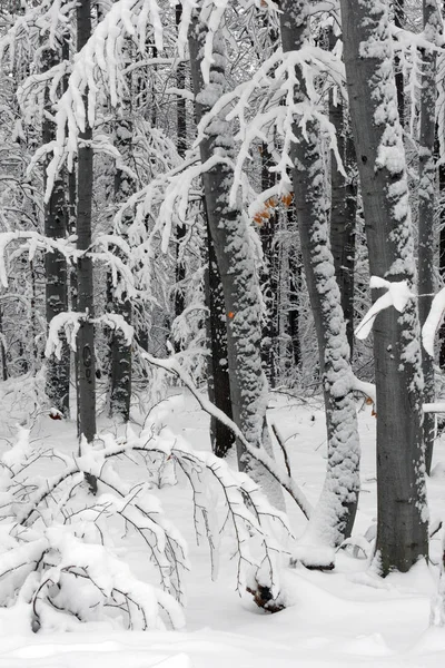 Zasněžené Zimní Les Mokrý Sníh Lpění Větve Stromů Krásná Bílá — Stock fotografie