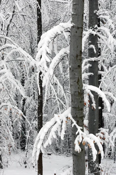 Verschneiter Winterwald Nasser Schnee Klebt Den Ästen Der Bäume Schönes — Stockfoto